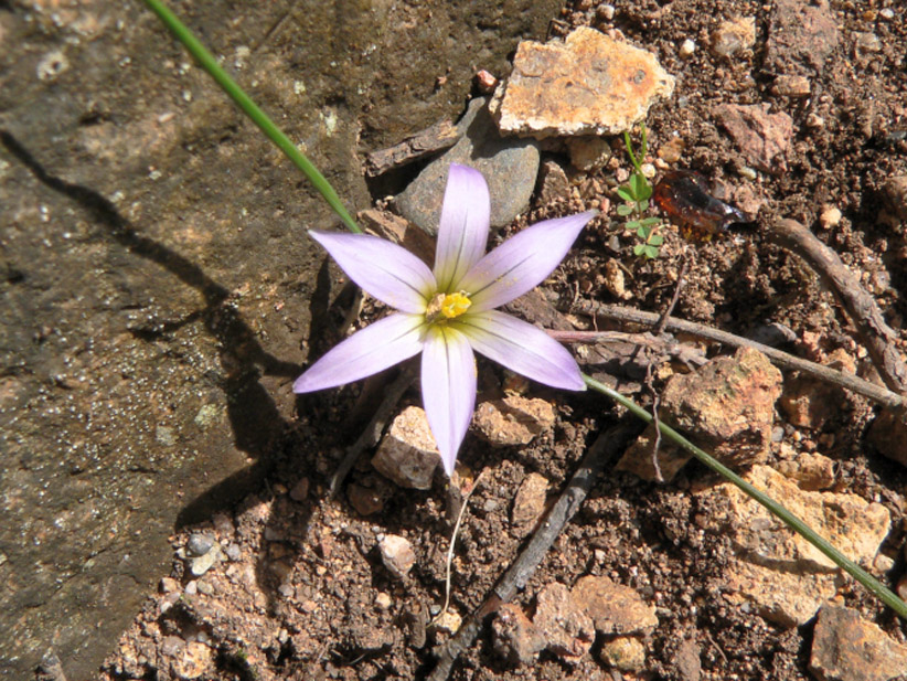 Romulea da identificare